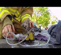 GoPro: Fireman Saves Kitten